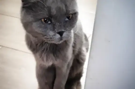Найдена кошка на Дмитриевском переулке в Оренбурге