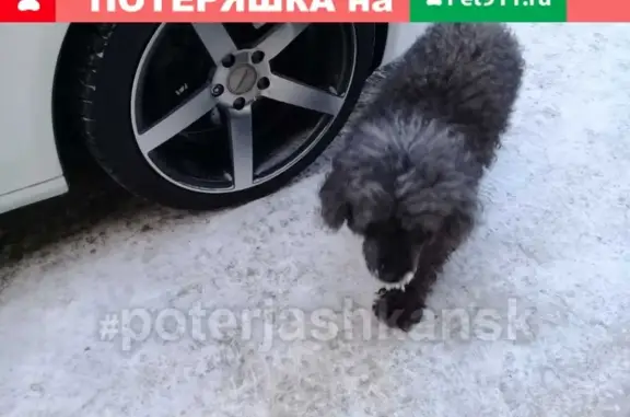Найдена собака в Кудряшовском