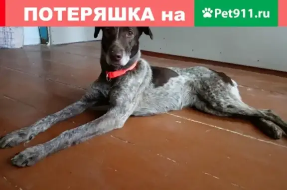 Найдена собака в Осташкове, Тверская область