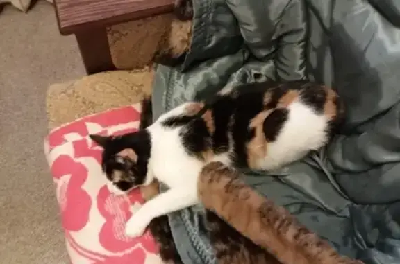 Потерянные животные Ярославль, фото: Пропала кошка в Ярославле, адрес - ул. Кривова.