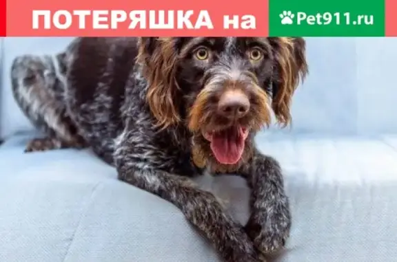 Пропала собака дратхаар в районе Шпилёво, Дмитров