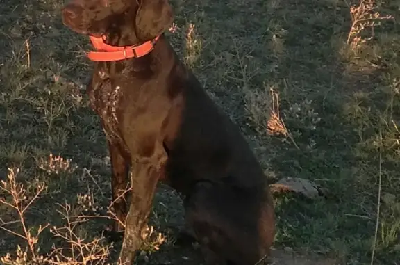 Собаки потеряшки, Мирный Атом, фото: Потеряшка собака в кооперативе Мирный Атом, Ростовская область