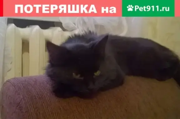 Найдена чёрная кошка-подросток в Новороссийске