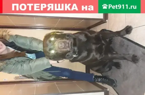 Собака с ошейником на ул. 40 лет Победы, Тольятти
