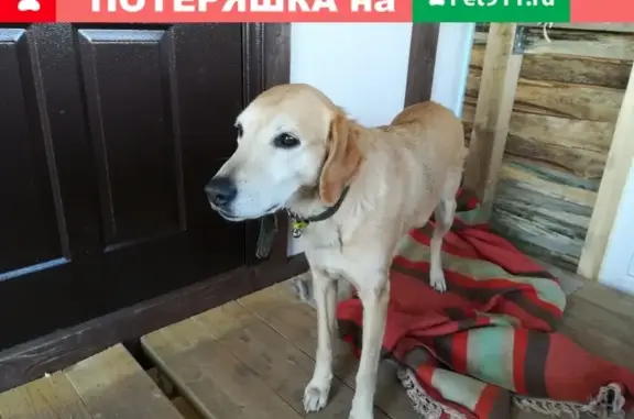 Найдена собака в Костроме