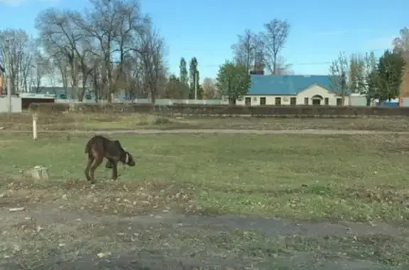 Найдена собака в Воронеже, район Кольцо Обручева, нужен хозяин!