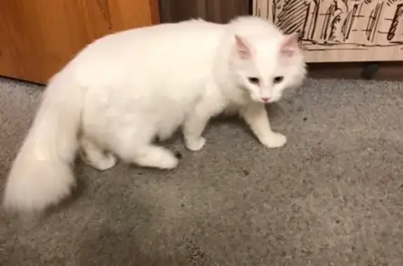 Найдена белая кошка в Сургуте