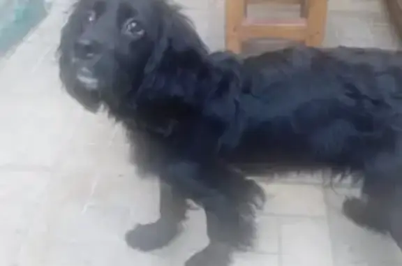 Найдена домашняя собака с ошейником в Краснодаре, микрорайон Комсомольский