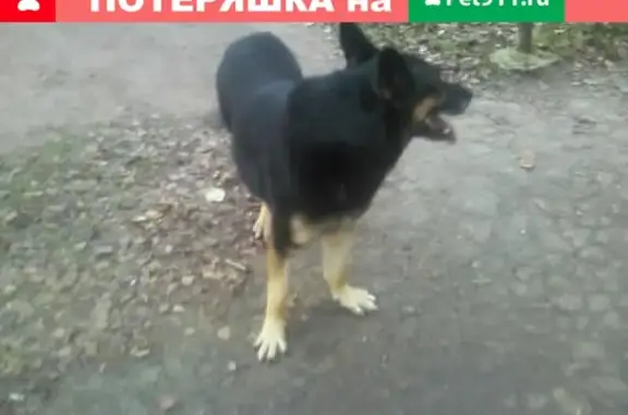 Собака без ошейника найдена в Романовке