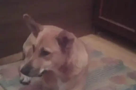 Пропала собака Майя в Апатитах, Мурманская область