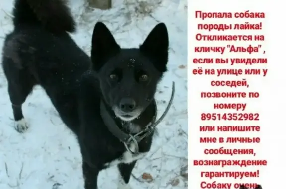 Пропала собака в Чесменском районе, поселок Углицкий