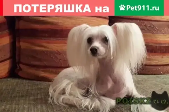 Пропала собака в Центральном Районе, Кемеровская область