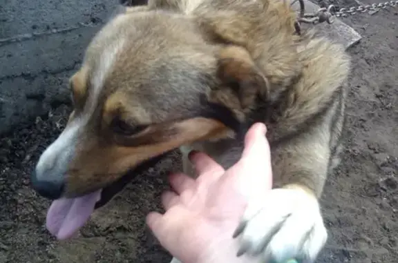 Пропала собака Жуля на ул. Ген. Ефремова в Воронеже