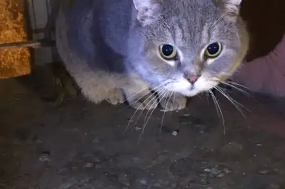 Найдена кошка в СПб, м. Елизаровская