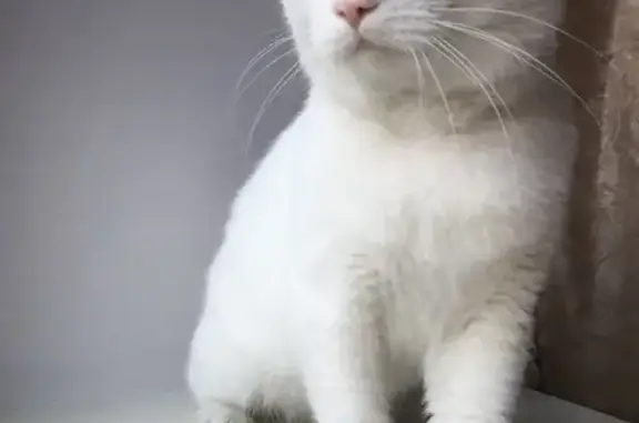 Найден белый кот на Октябрьском проспекте