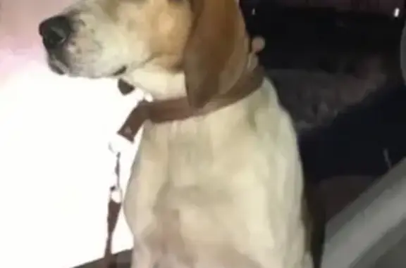 Собаки потеряшки, Орск, фото: Потеряшка собака ГАЙ в Орске, район гостиницы Фиеста