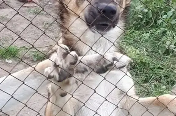 Пропала собака Лео на ул. Калинина в Кургане