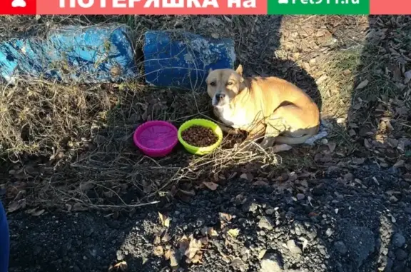 Найдена собака в Ярославле, ищем хозяина!