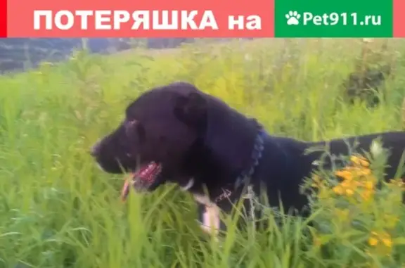 Пропала собака в д. Бор, Нижегородская обл.