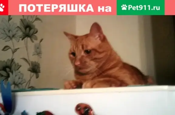 Пропал кот Тасей на ул. Смоленская, 108 (Чита)