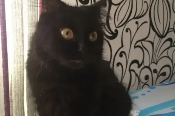 Пропала кошка в Коломне, вознаграждение за находку