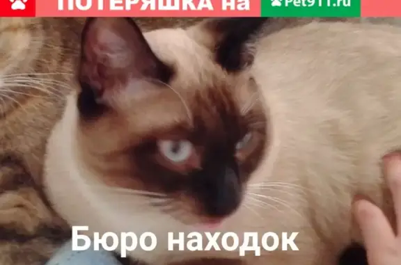 Пропал кот Рич на ул. Партизанская, д. 12 (Архангельск)