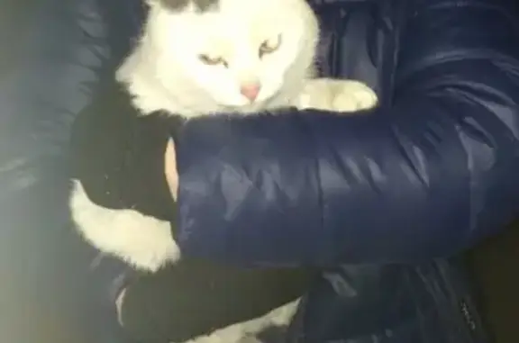 Найдена кошка в районе Малеевки, Ковров.