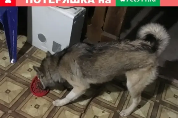 Найдена собака в Богородицком районе, Смоленск