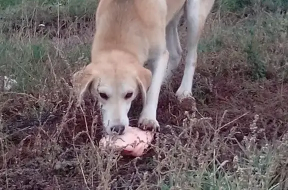 Найдена охотничья собака без хвоста в Аннинском районе, Воронежская область