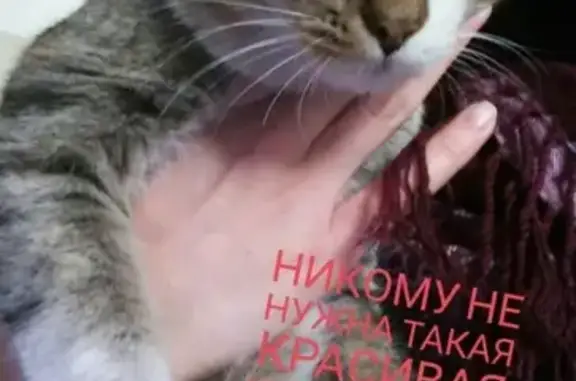 Найдена кошка в Красноярске: Авраам Ратиборцев