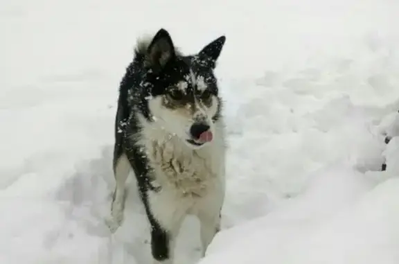Собаки потеряшки, Новоуситовская волость, фото: Потеряшка собака в Палкинском районе, вознаграждение гарантируем