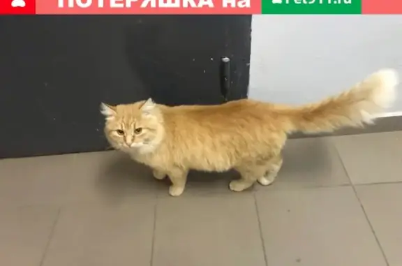 Найден домашний кот на ул. 12 лет Октября