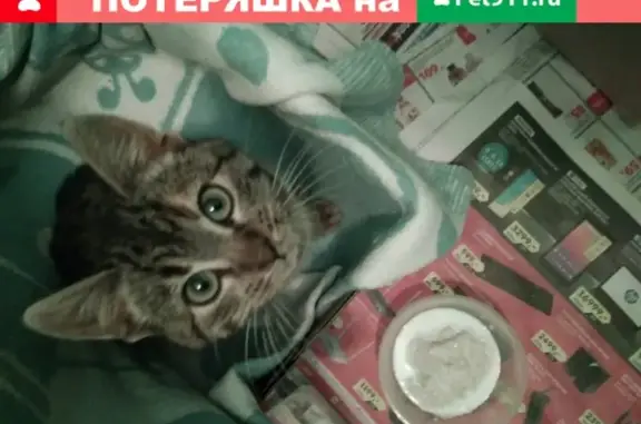 Ласковый котенок найден в Калининграде на ул. Чапаева.