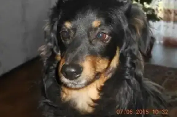 Пропала собака Хуч в Томаровке, Белгородская область