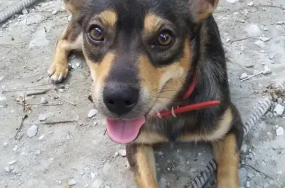 Пропала собака в Геленджике, ищем 3 недели.