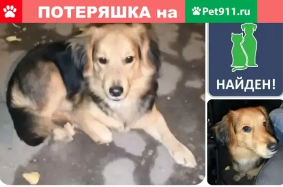Найден пёс на ул. Куприна, 22