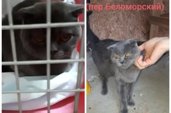 Найдена беременная кошка в Ростове-на-Дону, площадь Чкалова.