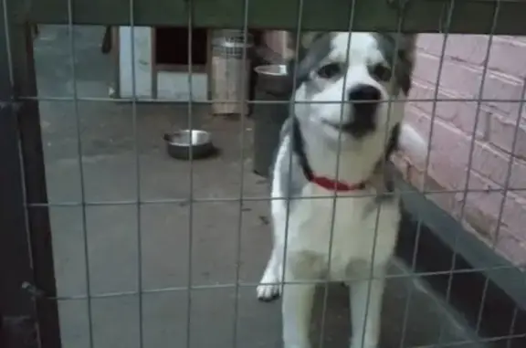 Найдена собака с красным ошейником в Ростовской области