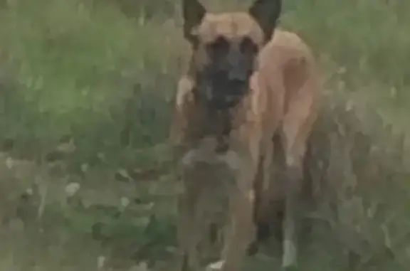 Найдена собака в районе дачи Буревестник, Евпатория