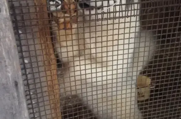 Собаки потеряшки, Турбинное, фото: Потеряшка собака Босс в д.Перестово, Окуловский р-н #Потеряшка_найденыш