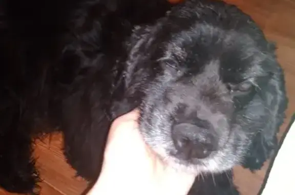 Найдена собака породы кокер спаниель в Саратове