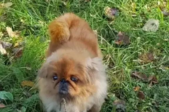 Найдена собака на ул. Кузбасской Дивизии, г. Псков