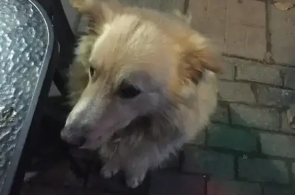 Пропала собака Лабрадор Ретривер в Дмитрове, Московская область