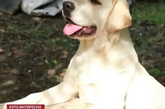 Пропала собака в Краснодаре на улице Суворова