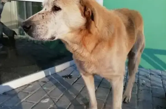 Найдена худая собака в Ногинске, ищет хозяина.