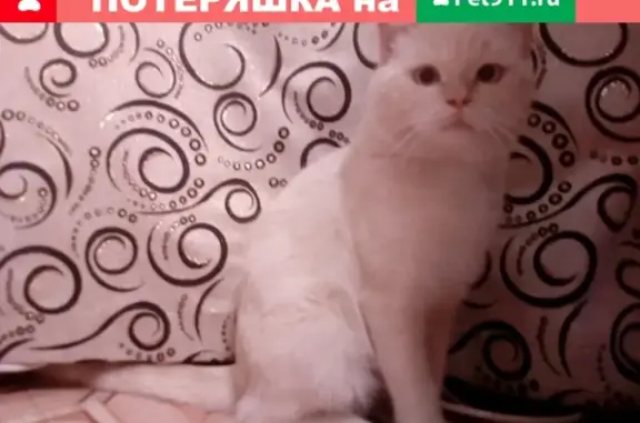 Пропала кошка в Белебеевском районе, Приютово