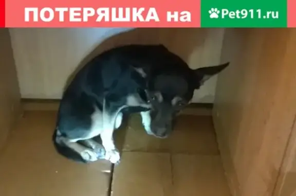 Найдена собака в Чебоксарах, НЮР