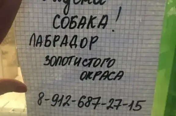 Найден золотистый ретривер в Екатеринбурге (Папанина 5)