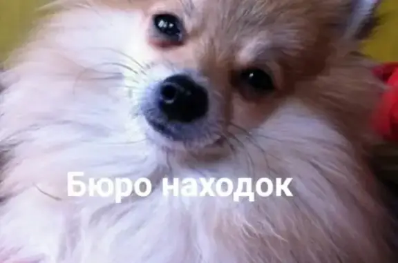 Пропала рыжая шпиц-собачка в районе Логинова, Архангельск