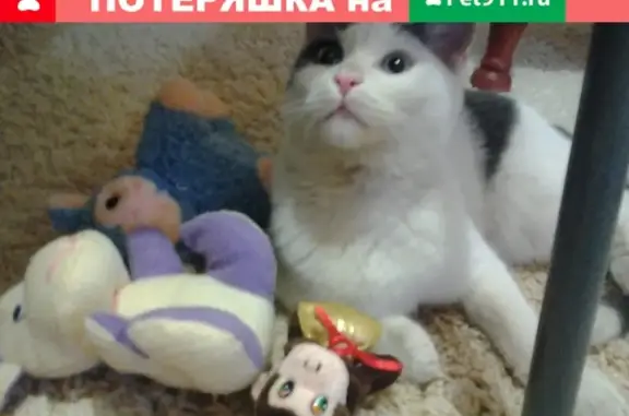 Найден мальчик-кошка в Октябрьском районе